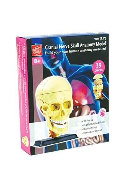 Edutoys مجموعة أنشطة تعليمية علمية لنموذج تشريح العصب القحفي والجمجمة