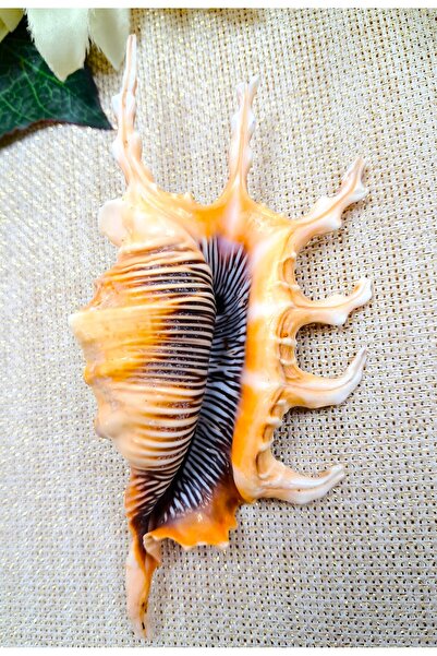 Murat Süs Gerçek Doğal Deniz Kabuğu | Gerçek Deniz Kabuğu | Akvaryum Dekor Malzemeleri | Ev - Ofis Dekor Ürünü