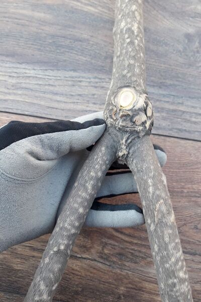 Vixpet Venty Natural Parrot Perch 63.5 cm |   Jako, Amazon, Eklektus, Kayık, Alexander, Konur - T629