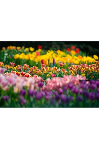 OEM Διακοσμητική επιτοίχια ζωγραφική με ξύλινο πλαίσιο, 33cm x 24cm, εικόνα 2295