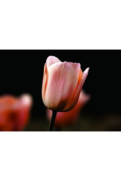 OEM Διακοσμητική τοιχογραφία με ξύλινο πλαίσιο, 33εκ. x 24εκ., εικόνα 1995