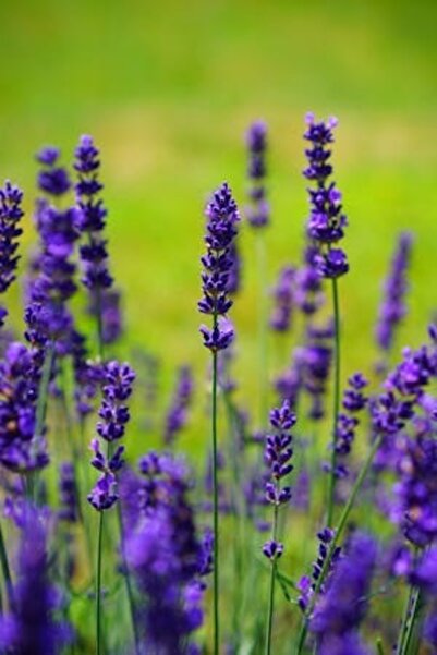 OEM Tablou decorativ, de perete, cu rama din lemn, 33cm x 24cm, imaginea 2210