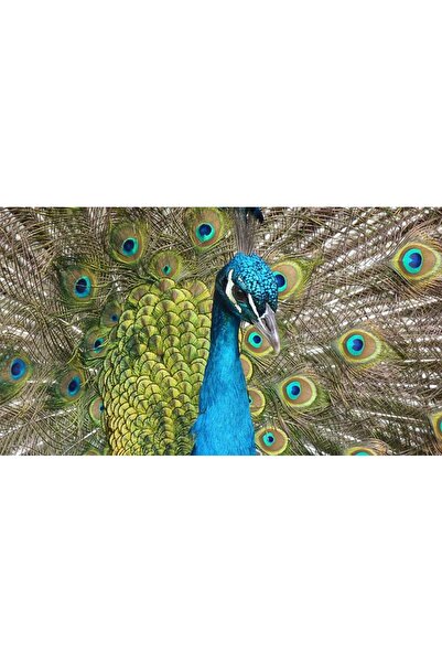 OEM Tablou decorativ, de perete, cu rama din lemn, 33cm x 24cm, cu animal329