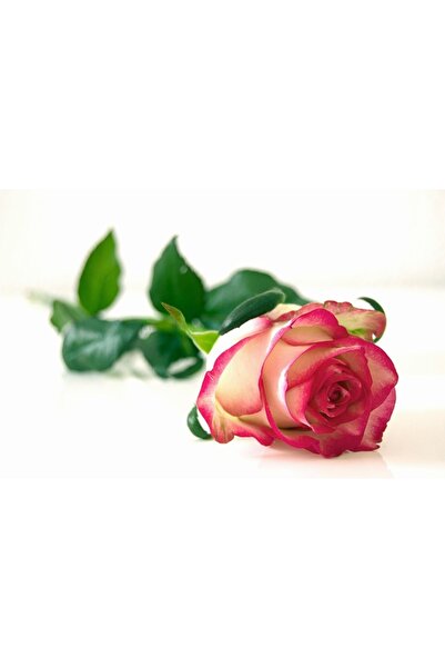 OEM Tablou decorativ, de perete, cu rama din lemn, 33cm x 24cm, cu flori3491