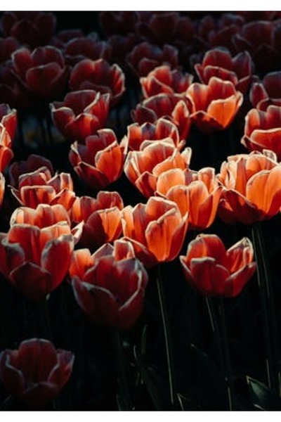 OEM Διακοσμητική επιτοίχια ζωγραφική με ξύλινο πλαίσιο, 33cm x 24cm, εικόνα 2168