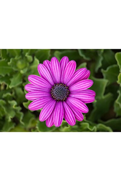 OEM Διακοσμητική επιτοίχια ζωγραφική με ξύλινο πλαίσιο, 33cm x 24cm, εικόνα 2412