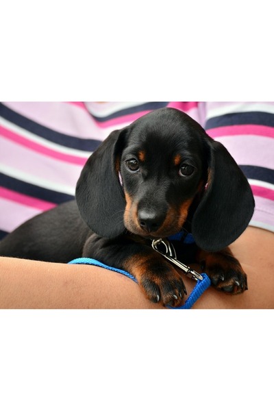 OEM Tablou decorativ, de perete, cu rama din lemn, 33cm x 24cm, cu animal204