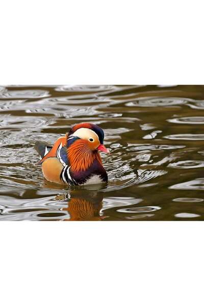 OEM Gantera Kettlebell reglabila 10kg negru