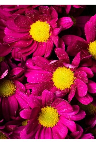 OEM Tablou decorativ, de perete, cu rama din lemn, 33cm x 24cm, imaginea 2604