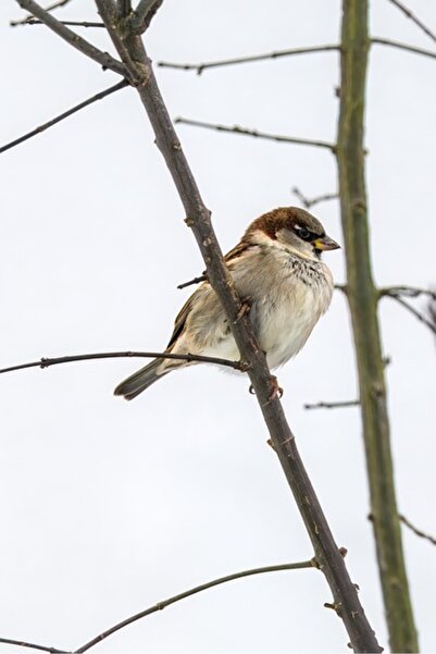 OEM SONGMICS Taburet pliabil cu sezut moale, spatiu de depozitare 120litri, m...