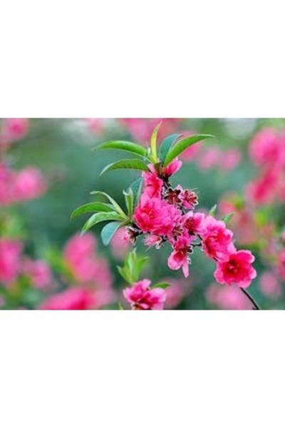 OEM Tablou decorativ, de perete, cu rama din lemn, 33cm x 24cm, imaginea 2181