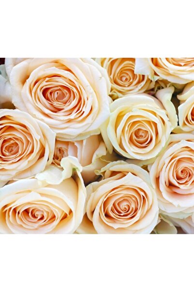 OEM Tablou decorativ, de perete, cu rama din lemn, 33cm x 24cm, imaginea 2304