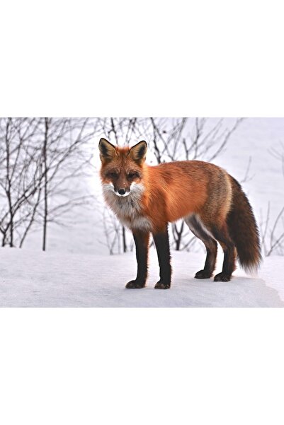 OEM Tablou decorativ, de perete, cu rama din lemn, 33cm x 24cm, cu flori2273