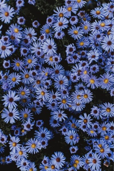 OEM Tablou decorativ, de perete, cu rama din lemn, 33cm x 24cm, imaginea 2236