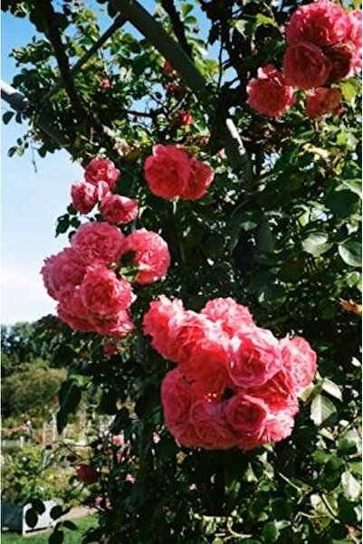 OEM Διακοσμητική επιτοίχια ζωγραφική με ξύλινο πλαίσιο, 33cm x 24cm, εικόνα 2376