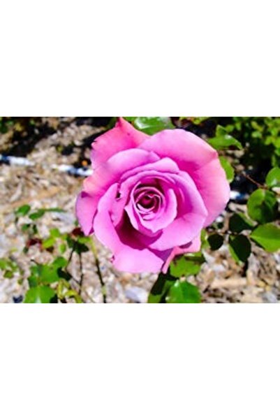 OEM Tablou decorativ, de perete, cu rama din lemn, 33cm x 24cm, imaginea 2337