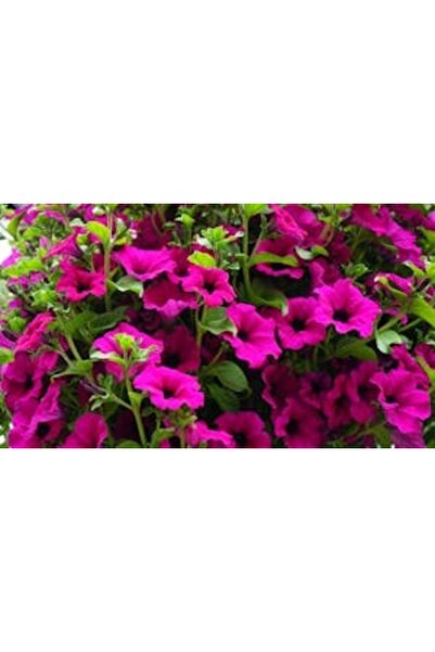 OEM Tablou decorativ, de perete, cu rama din lemn, 33cm x 24cm, imaginea 2194