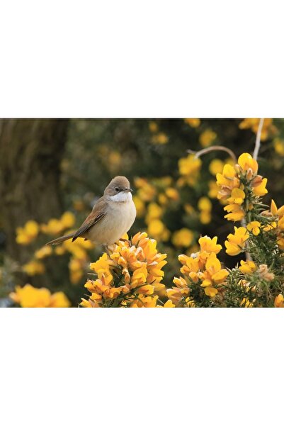 OEM Tablou decorativ, de perete, cu rama din lemn, 33cm x 24cm, imaginea 1986