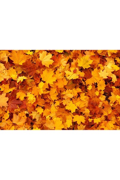 OEM Decorative wall painting with wooden frame, 33cm x 24cm, with flowers2364