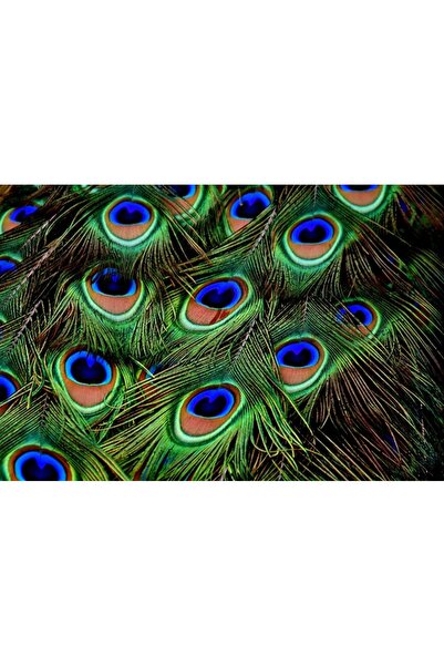 OEM Tablou decorativ, de perete, cu rama din lemn, 33cm x 24cm, cu animal281