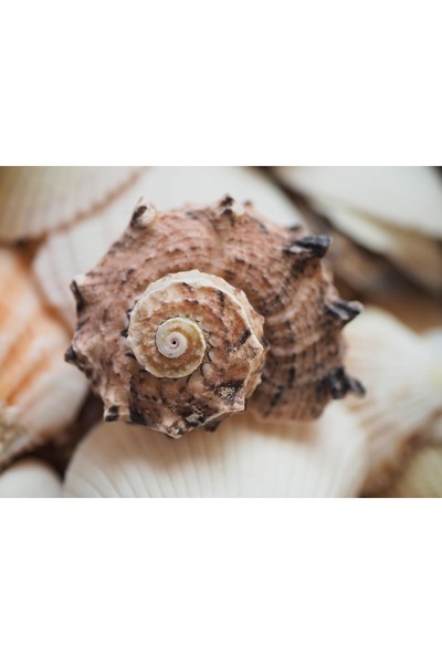 OEM Tablou decorativ, de perete, cu rama din lemn, 33cm x 24cm, imaginea 1619