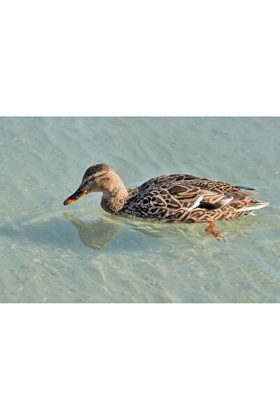 OEM SONGMICS Scaun living tapitat din catifea cu cotiere, sarcina 110 kg, 63x...