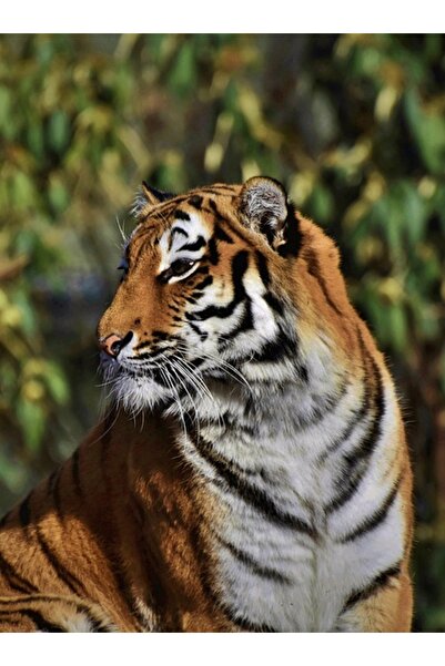 OEM Perna fitness pentru echilibru, diametru 34cm, pompa inclusa, neagra