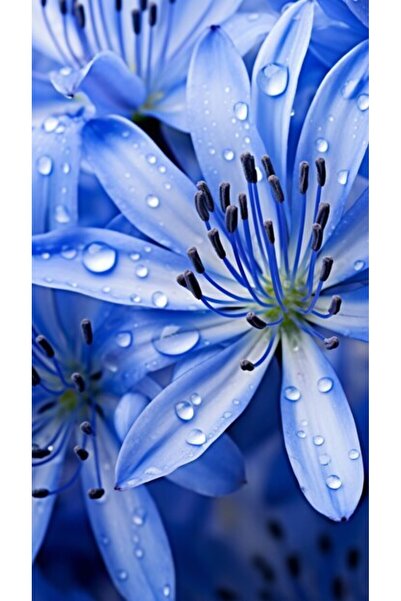 OEM Tablou decorativ, de perete, cu rama din lemn, 33cm x 24cm, imaginea 2554