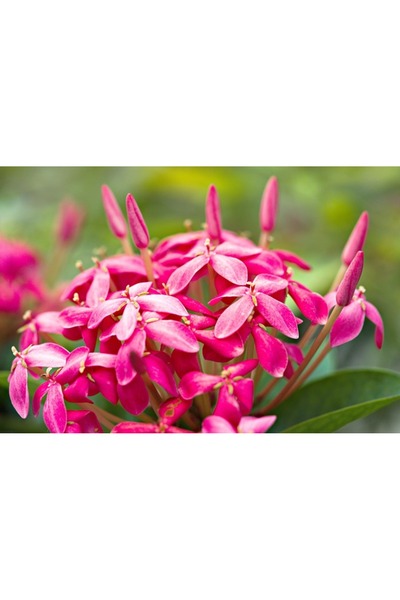 OEM SONGMICS Suport pentru pantofi cu 4 nivele, structura metalica, pentru 16...