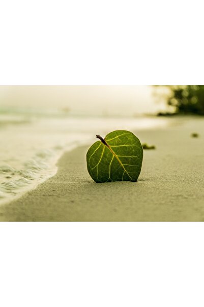 OEM Tablou decorativ, de perete, cu rama din lemn, 33cm x 24cm, cu flori2221