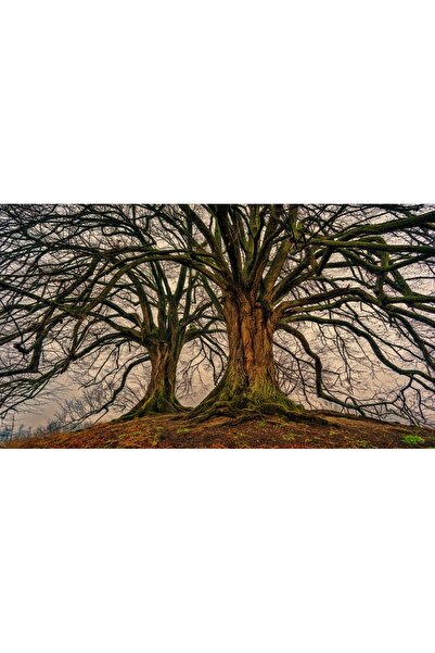 OEM Διακοσμητική επιτοίχια ζωγραφική με ξύλινο πλαίσιο, 33cm x 24cm, εικόνα 2040