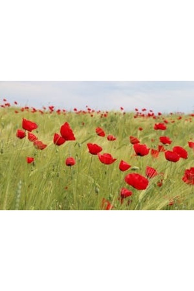 OEM Tablou decorativ, de perete, cu rama din lemn, 33cm x 24cm, imaginea 2156