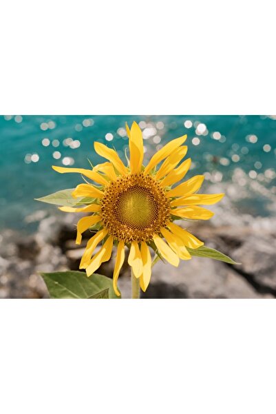 OEM Διακοσμητική επιτοίχια ζωγραφική με ξύλινο πλαίσιο, 33cm x 24cm, εικόνα 2464