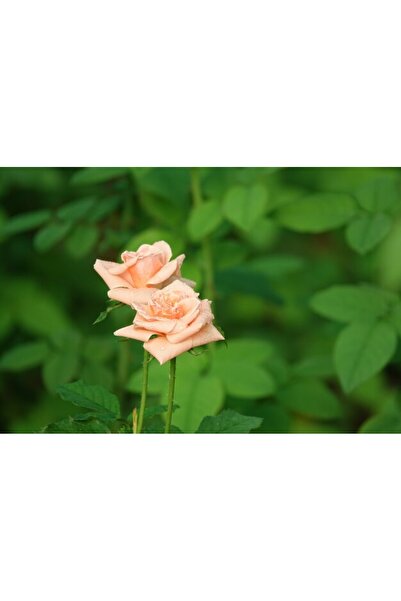 OEM Διακοσμητική επιτοίχια ζωγραφική με ξύλινο πλαίσιο, 33cm x 24cm, εικόνα 2285