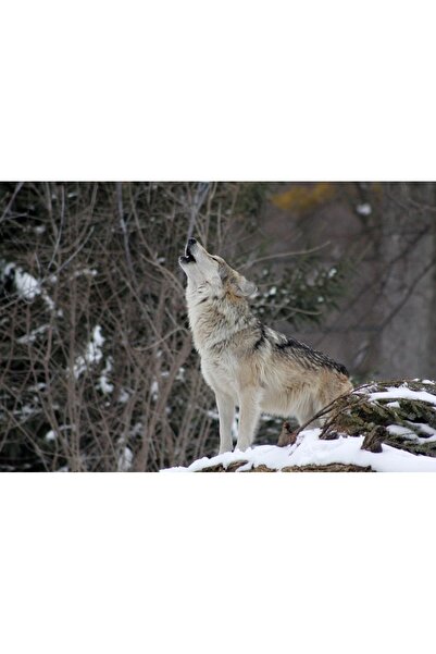 OEM Tablou decorativ, de perete, cu rama din lemn, 33cm x 24cm, cu animal213