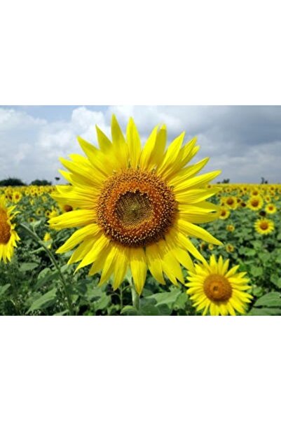 OEM Διακοσμητική επιτοίχια ζωγραφική με ξύλινο πλαίσιο, 33cm x 24cm, εικόνα 2085