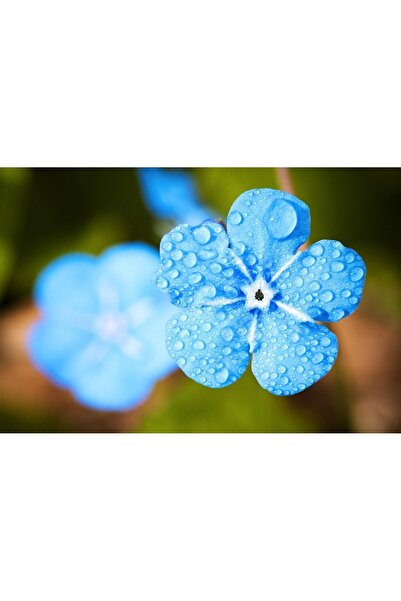 OEM Tablou decorativ, de perete, cu rama din lemn, 33cm x 24cm, imaginea 1993