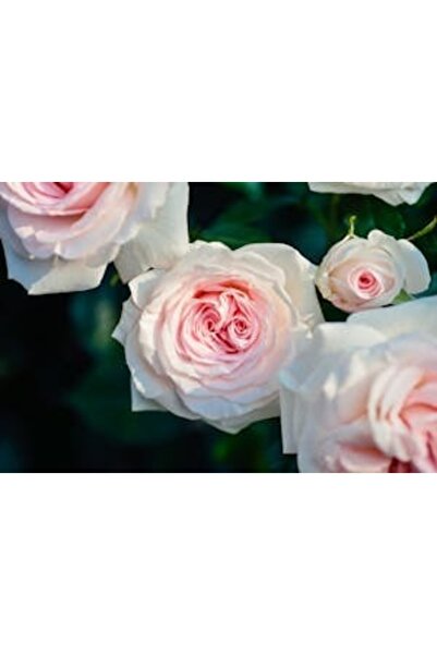 OEM Διακοσμητική επιτοίχια ζωγραφική με ξύλινο πλαίσιο, 33cm x 24cm, εικόνα 2113