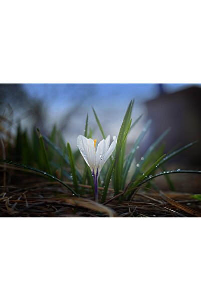 OEM Tablou decorativ, de perete, cu rama din lemn, 33cm x 24cm, cu flori3548