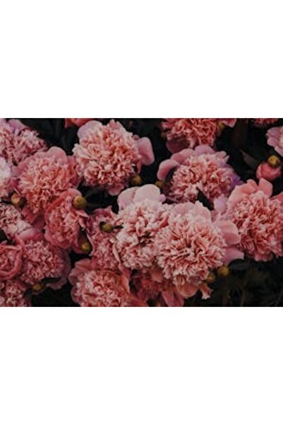 OEM Tablou decorativ, de perete, cu rama din lemn, 33cm x 24cm, imaginea 2119