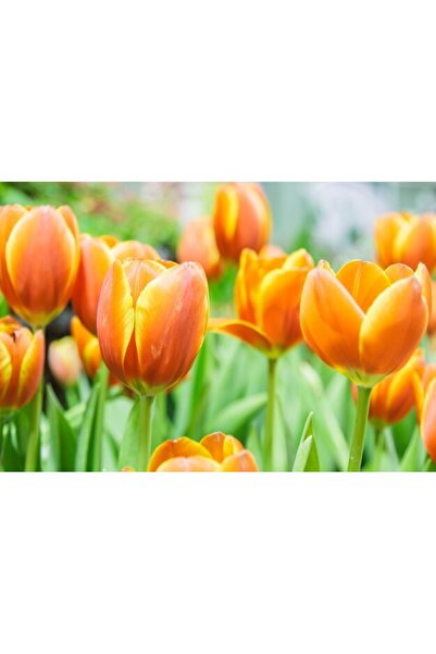 OEM Διακοσμητική επιτοίχια ζωγραφική με ξύλινο πλαίσιο, 33cm x 24cm, εικόνα 2380