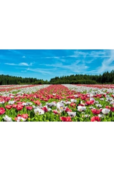 OEM Tablou decorativ, de perete, cu rama din lemn, 33cm x 24cm, imaginea 2179