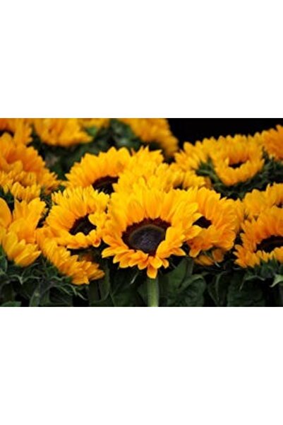 OEM Διακοσμητική επιτοίχια ζωγραφική με ξύλινο πλαίσιο, 33cm x 24cm, εικόνα 2232