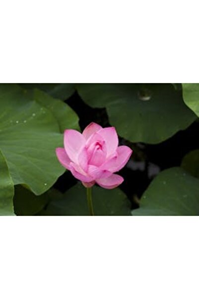 OEM Tablou decorativ, de perete, cu rama din lemn, 33cm x 24cm, imaginea 2152