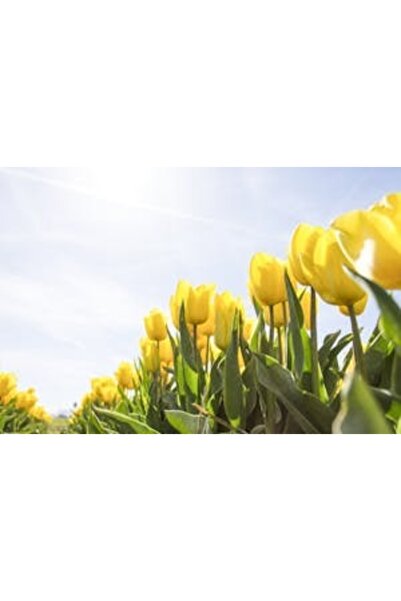 OEM Διακοσμητική επιτοίχια ζωγραφική με ξύλινο πλαίσιο, 33cm x 24cm, εικόνα 2238