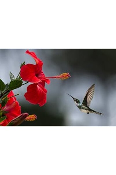 OEM Διακοσμητική επιτοίχια ζωγραφική με ξύλινο πλαίσιο, 33cm x 24cm, εικόνα 2162