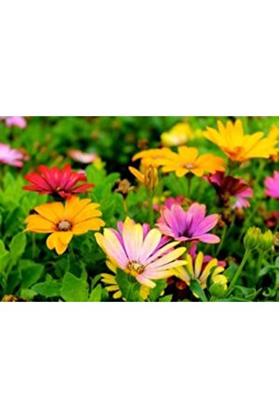 OEM Διακοσμητική επιτοίχια ζωγραφική με ξύλινο πλαίσιο, 33cm x 24cm, εικόνα 2137