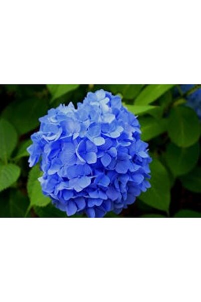 OEM Διακοσμητική επιτοίχια ζωγραφική με ξύλινο πλαίσιο, 33cm x 24cm, εικόνα 2243