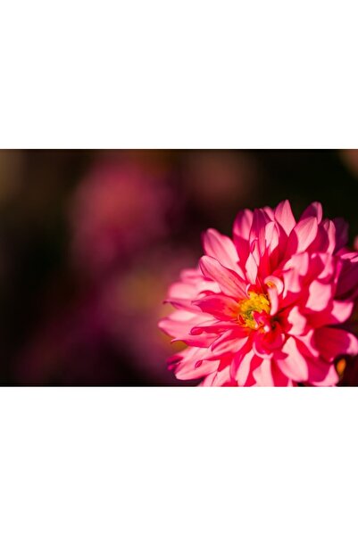 OEM Tablou decorativ, de perete, cu rama din lemn, 33cm x 24cm, imaginea 2590