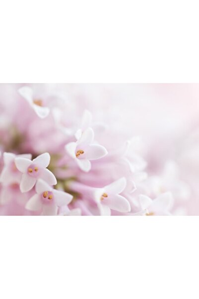 OEM Διακοσμητική επιτοίχια ζωγραφική με ξύλινο πλαίσιο, 33cm x 24cm, εικόνα 2276